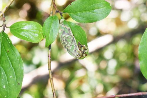 Phytomyza agromyzina